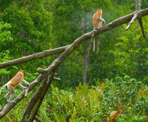 Labuk Bay Proboscis Monkey Sanctuary Redefining Travel