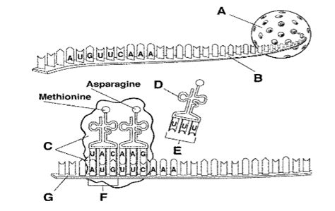 Protein Synthesis Transcription And Translation Diagram Quizlet