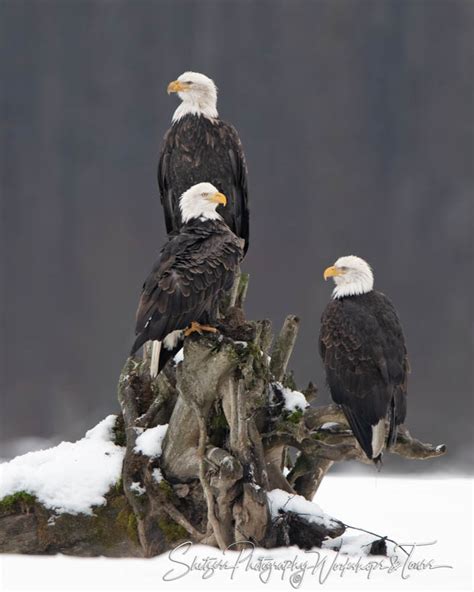 Three Bald Eagles Together Shetzers Photography