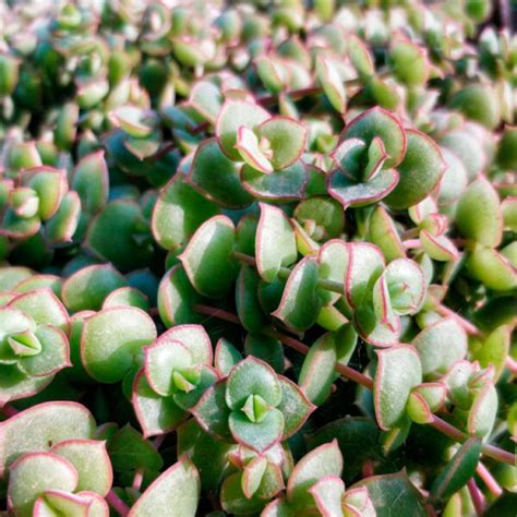 Crassula Pellucida Marginalis Cuidados Y Reproducci N Th