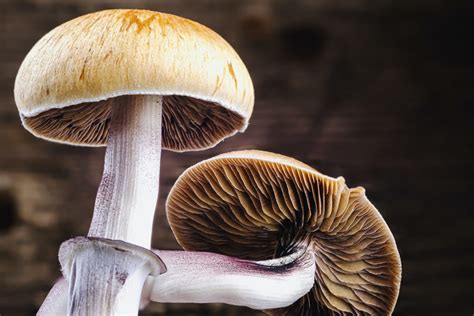 How to Grow and Identify the Psilocybe Mexicana Magic Mushroom ...