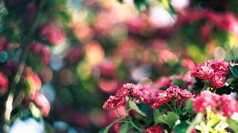 Wallpaper Depth Of Field Flowers Nature Red Branch Green