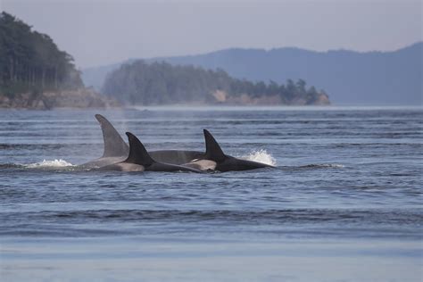 Transient Killer Whales Have Grandmothers Too | Wild Orca