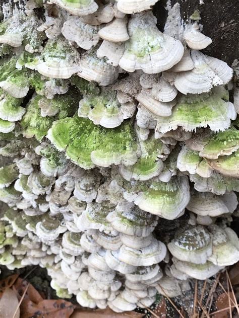 False Turkey Tail Fungi Cascading Down Dead Tree Trunk Stereum Ostrea