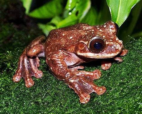 Rabbs Fringe Limbed Treefrog Ecnomiohyla Rabborum Was First