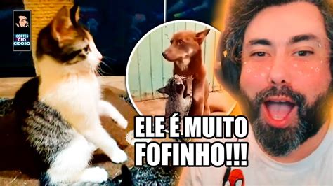 A SAUDADE DE TER UM GATINHO EM CASA YouTube