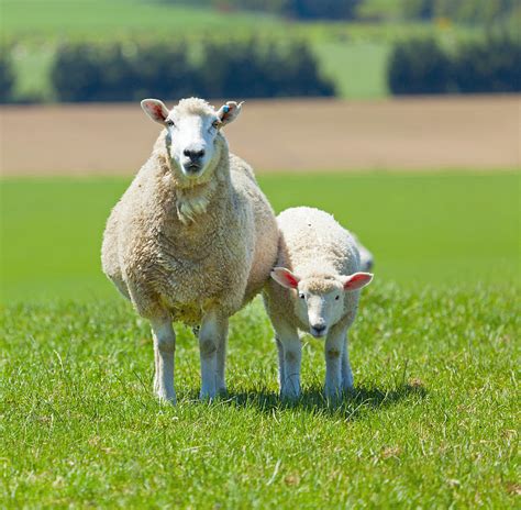 Curious Sheep Photograph By Alexey Stiop Fine Art America