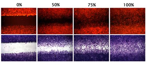 Cell Scratch Assay Creative Bioarray CellAssay