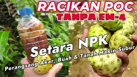 Poc Buah Mengkudu Kaya Kandungan Npk Youtube