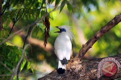 Desa Di Bali Lestarikan Populasi Burung Jalak Bali Dengan Awig Awig