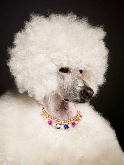 A fancy poodle with fancy baubles. | POODLES | Pinterest