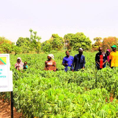 New Cassava Seed Initiative Successfully Takes Off In Nigerias North