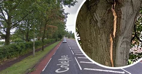 cole avenue  gloucester closed  rush hour due  tree