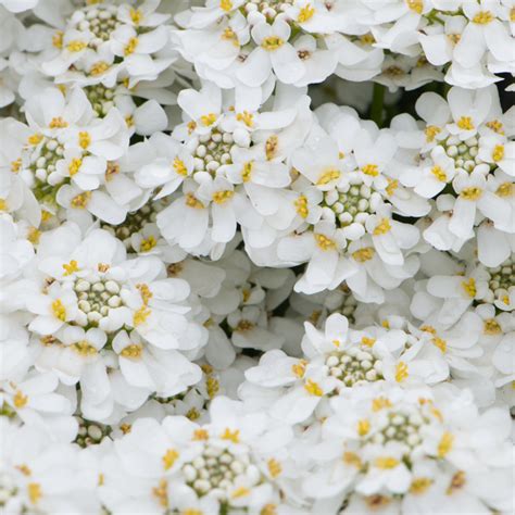 Szk Ka Bylin Dobrepole Iberis Sempervirens Appen Etz Ubiorek