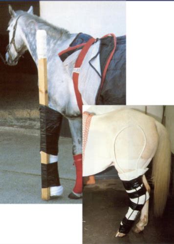 Equine Bandaging Technique Flashcards Quizlet