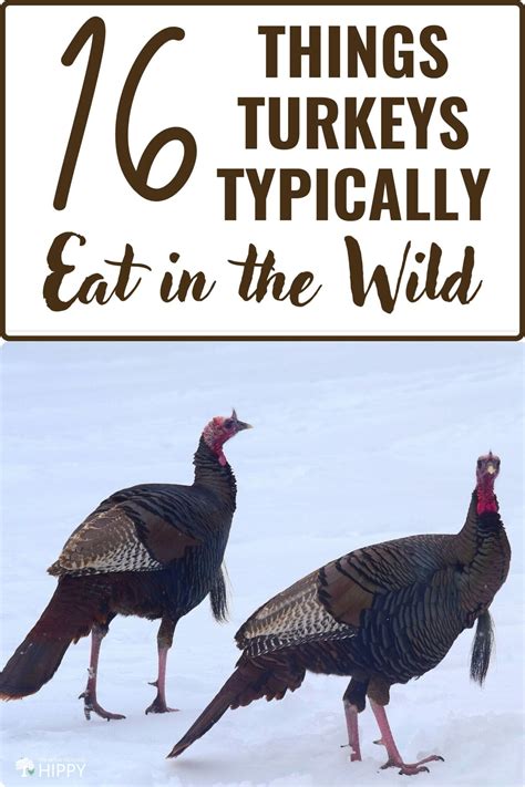 16 Things Turkeys Typically Eat in the Wild