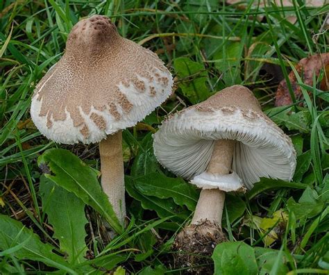 Macrolepiota Mastoidea Funghi Selvatici Funghi