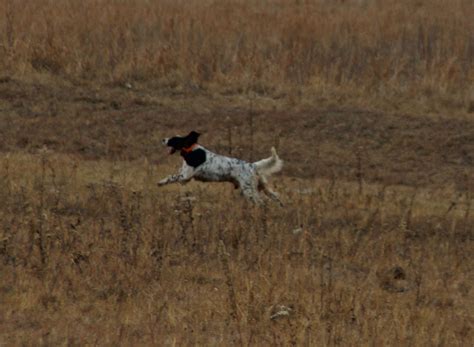 Ryman Setters The Ryman Type Hunting English Setter