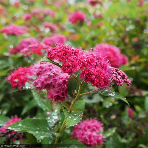 Spirea Double Play Doozie 3 Greenwood Creek Nursery