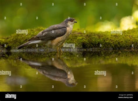 Eurasian Sparrowhawk Standing In Water Of A Splash With Reflection On