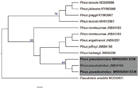 Phylogenetic Relationships Of Pinus Species Based On Trnl Sequences And