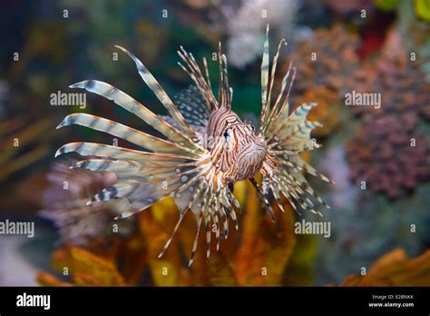 Cabeza En Vista De Pterois Volitans O Pez Le N Rojo Con Puntiagudos