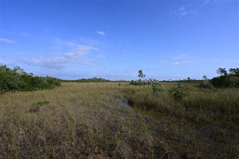 Sawgrass Prairie In Everglades National Park Florida Stock Image