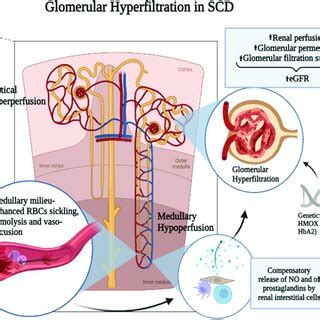 Pdf Glomerular Filtration Rate Abnormalities In Sickle Cell Disease