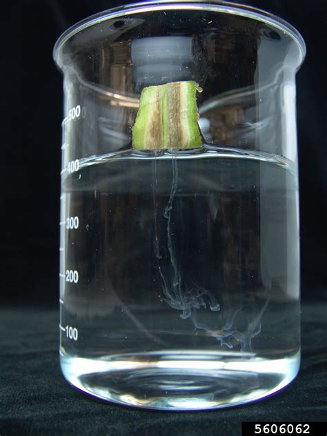 bacterial wilt (Ralstonia solanacearum) 