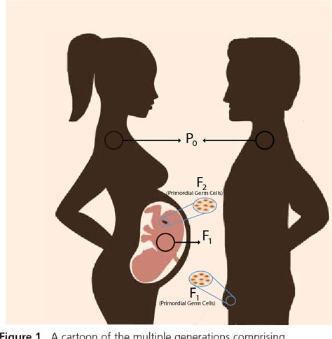 Figure From Transgenerational Epigenetic Inheritance Focus On