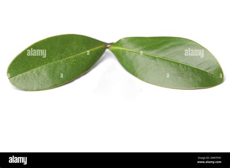 Green Leaves Of Magnolia Tree On White Background Stock Photo Alamy