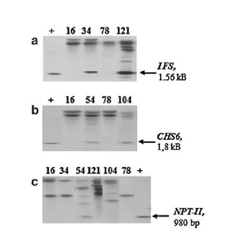 Southern Blot Analysis Of Genomic Dna Digested With Bamhi Of Soybean