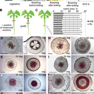 Flowering As A Condition For Hypocotyl Xylem Expansion In Plants With