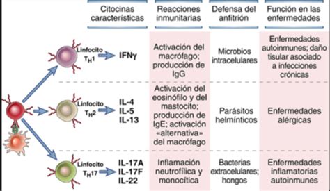 Sesi N Activaci N De Linfocitos T Coestimulaci N Y Subgrupos De Lt