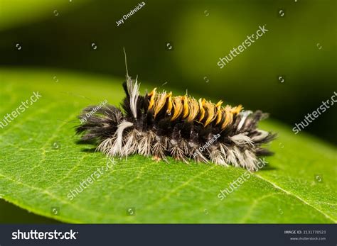 Moth Caterpillar Identification