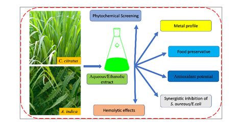 Synergistic Antibacterial Screening Of Cymbopogon Citratus And