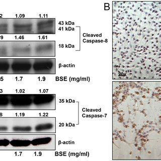 BSE Treatment Induced Apoptosis In A375 Melanoma Cells A Phase