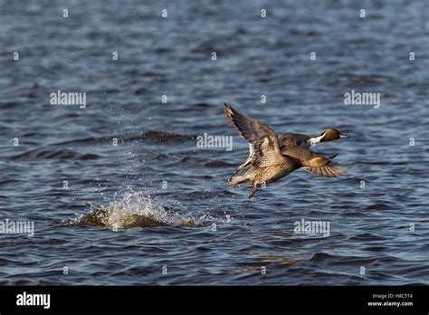 Northern Pintail Anas Acuta Duck Male And Female Taking Flight Stock