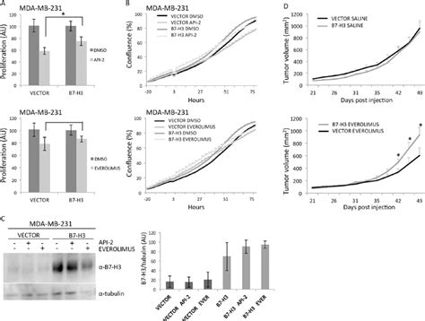 In Vitro And In Vivo Effects Of Mda Mb Overexpressing B H Cells