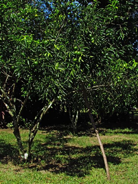 1784: Dalandan Season