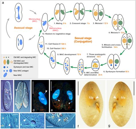 Life Cycle And Photomicrographs Of Paramecium Caudatum A Life Cycle Of