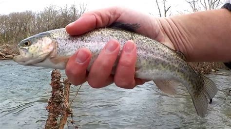 Stocked Rainbow Trout Fishing In Tennessee Realistic Fishing