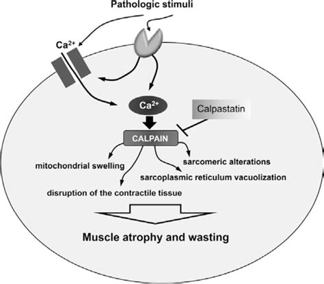 Schematic Representation Of The Calpain Mediated Muscle Atrophy And