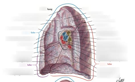 Respiration Lung Anatomy Diagram Quizlet