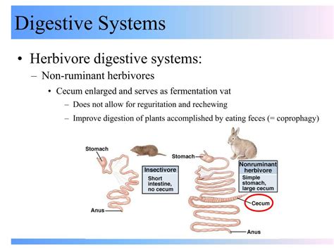 Ppt Digestive Systems Powerpoint Presentation Free Download Id500144