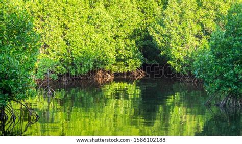 Beauty Mangrove Forest Ecosystem Kutai National Stock Photo