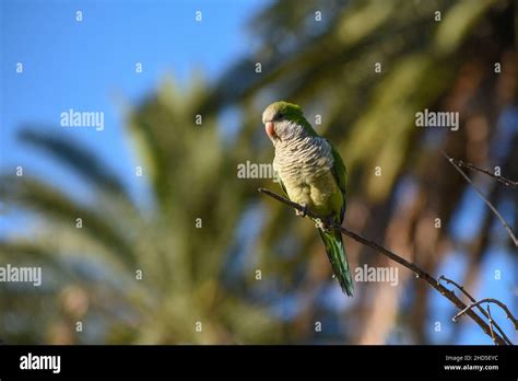 Monk Parakeet Myiopsitta Monachus High Resolution Stock Photography And