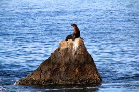 Premium Photo Sea Lion Waiting For The High Tide So He Can Get Down