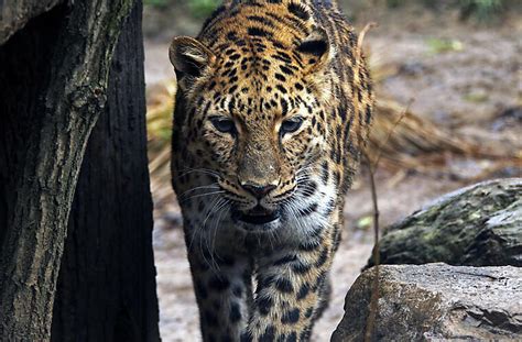 Leopard stört Betrieb am Flughafen Kathmandu