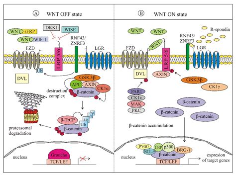 Wnt Signaling Pathway Genes